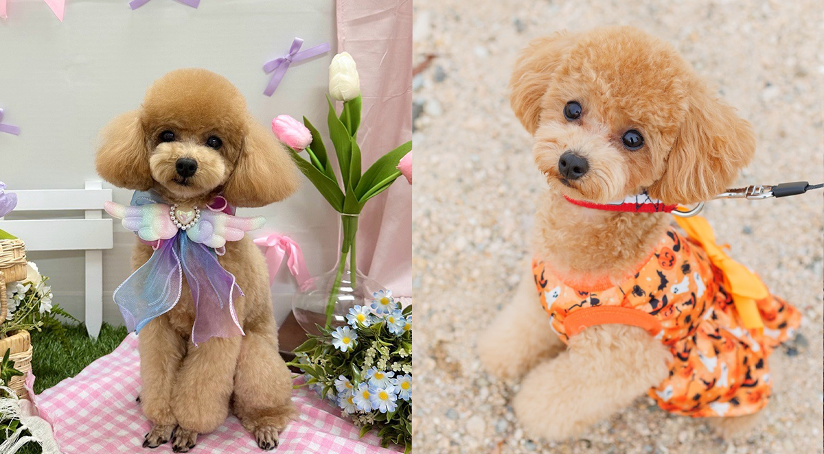 #.i♡dog