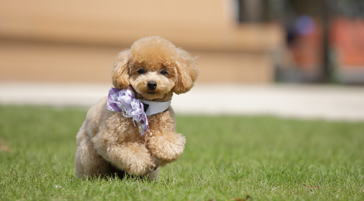 #.i♡dog